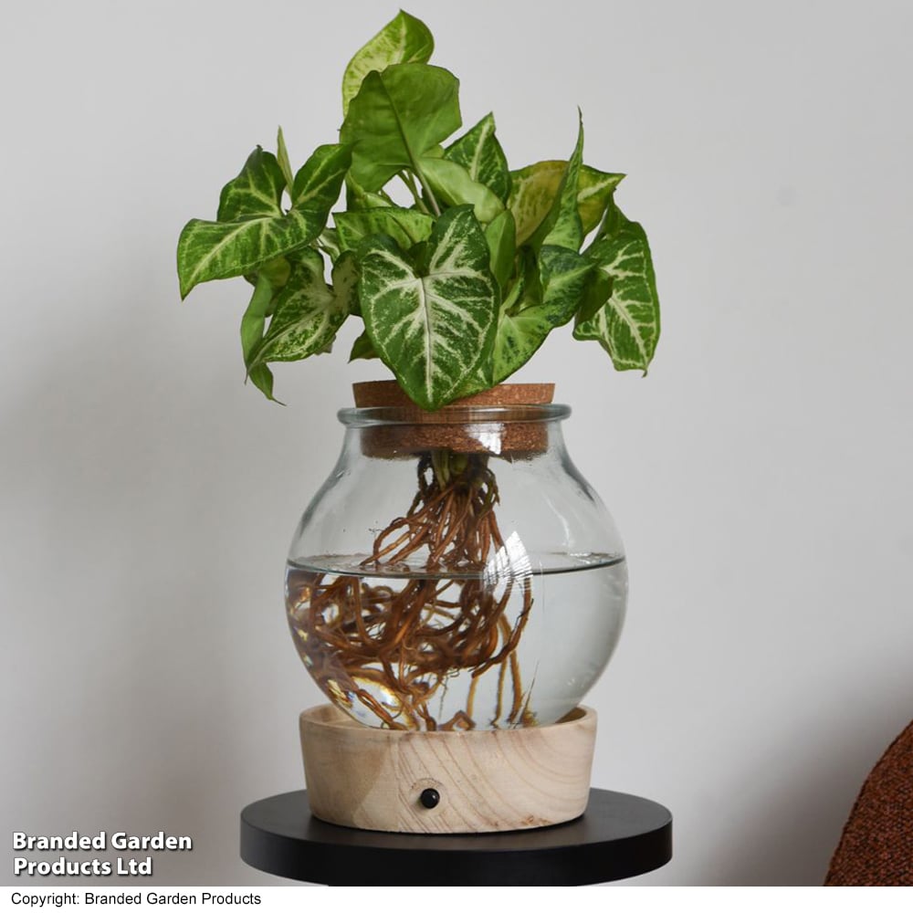Syngonium 'Arrow' in Glass with Light Up Base image
