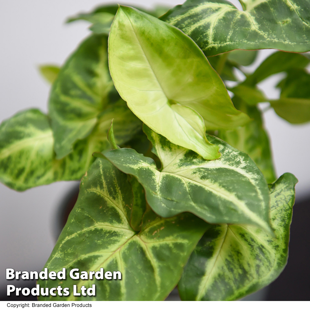 Syngonium 'Pixie' image