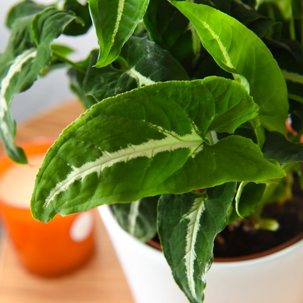 Syngonium wendlandii image