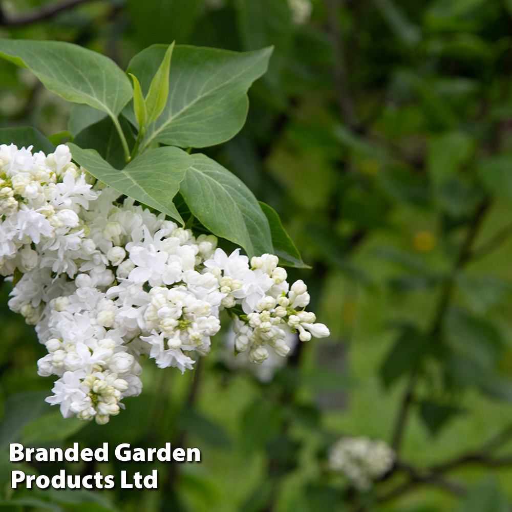 Syringa vulgaris 'Madame Casimir Périer' image