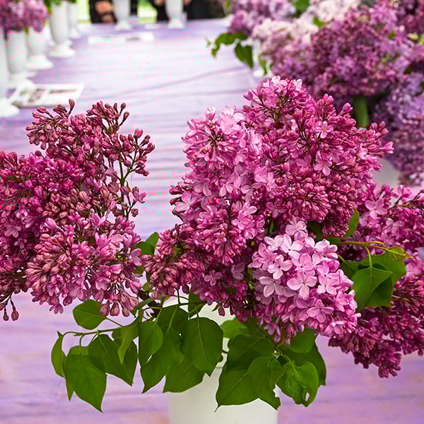 Lilac 'Esther Staley' image