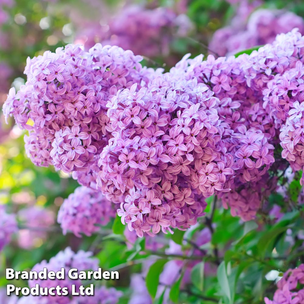 Common Lilac image