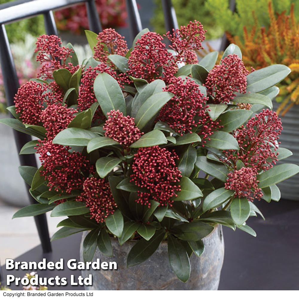 Skimmia japonica 'Rubella' from Dobies