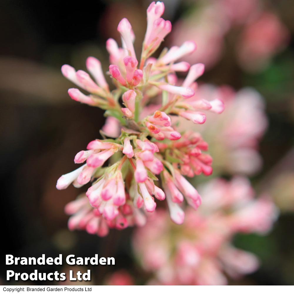 Viburnum x bodnantense 'Charles Lamont' from Dobies