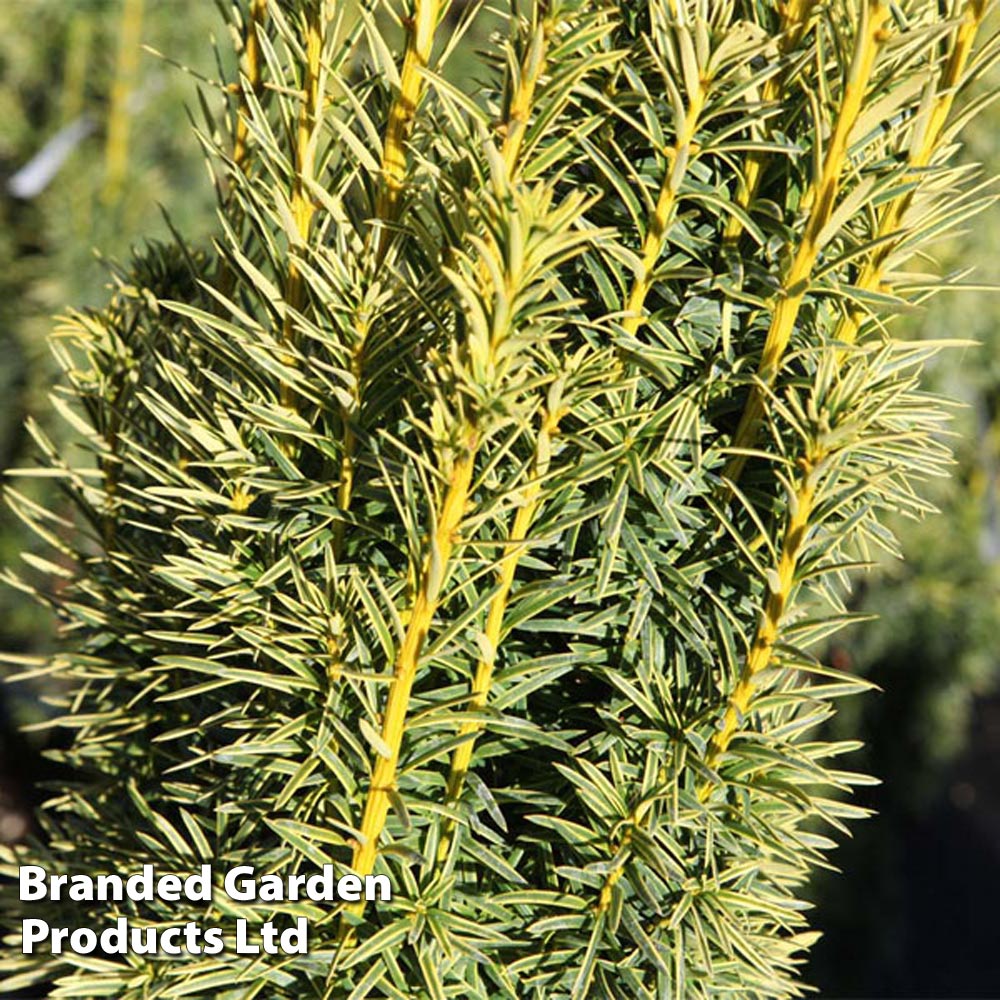 Taxus baccata 'Ivory Tower' image