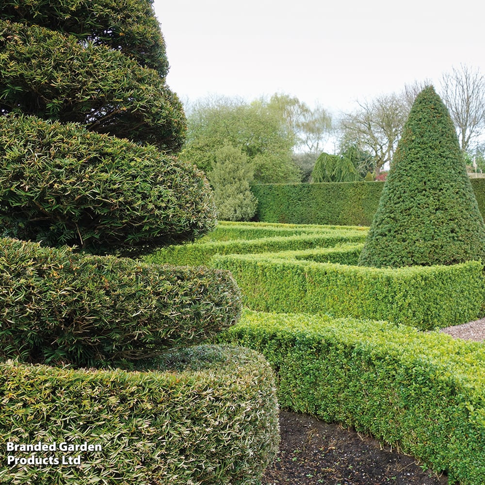 English Yew (Hedging) image