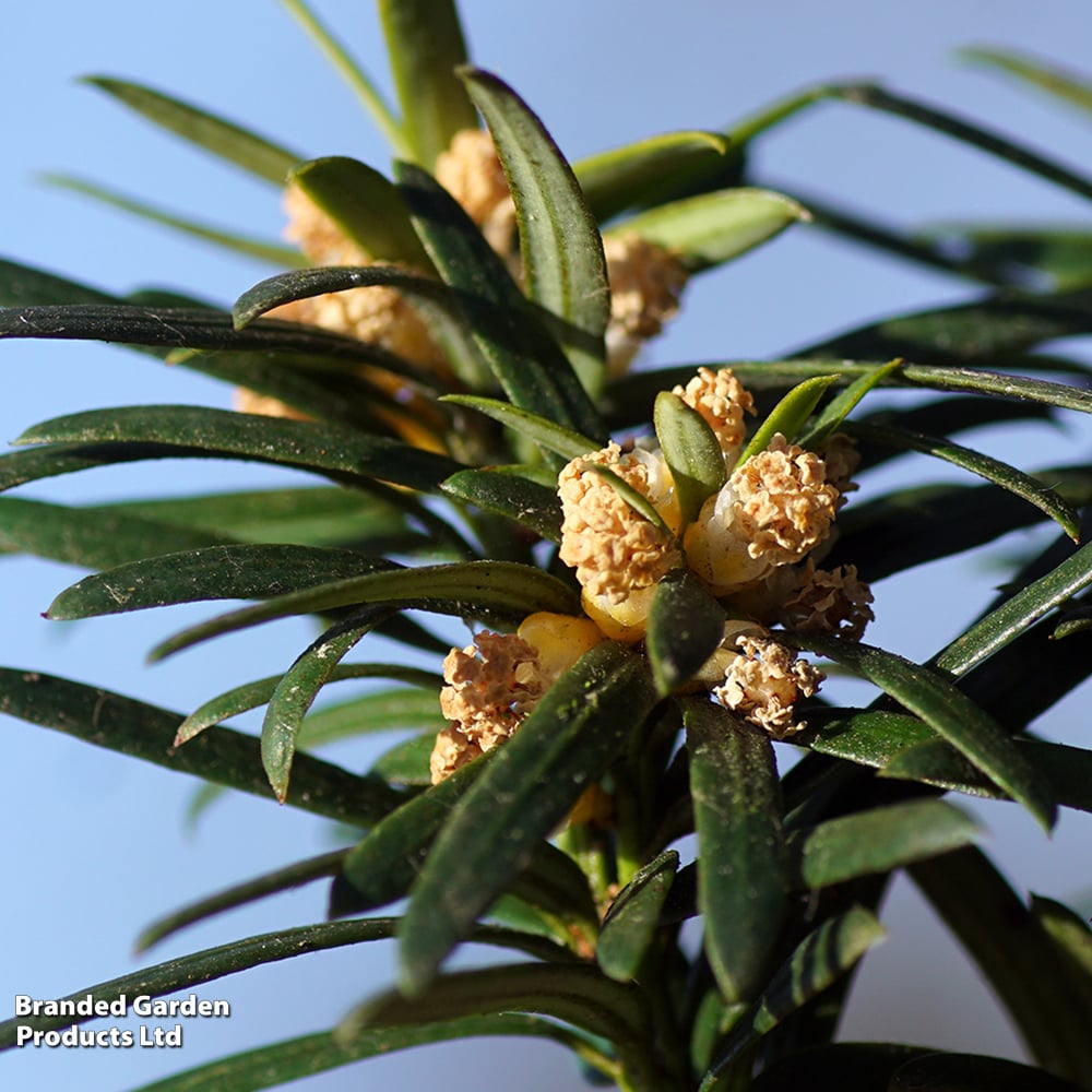 Taxus baccata 'Fastigiata Robusta' image