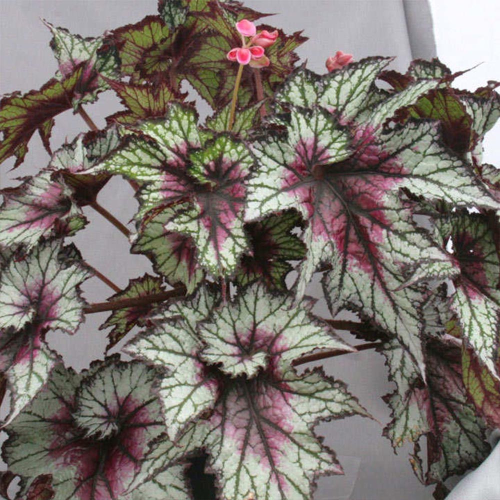 Begonia 'Red Tempest' image