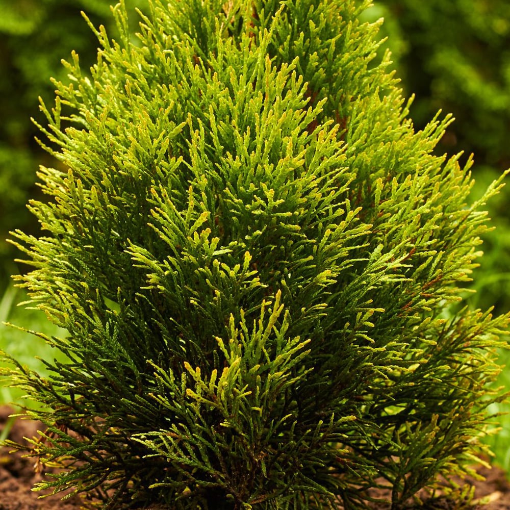 Thuja occidentalis 'Golden Smaragd' | Dobies