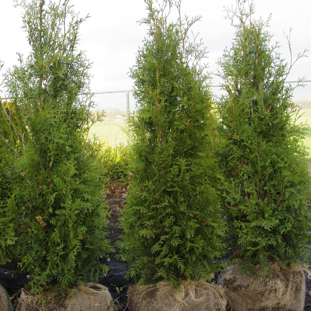 Thuja occidentalis 'King Of Brabant' | Dobies