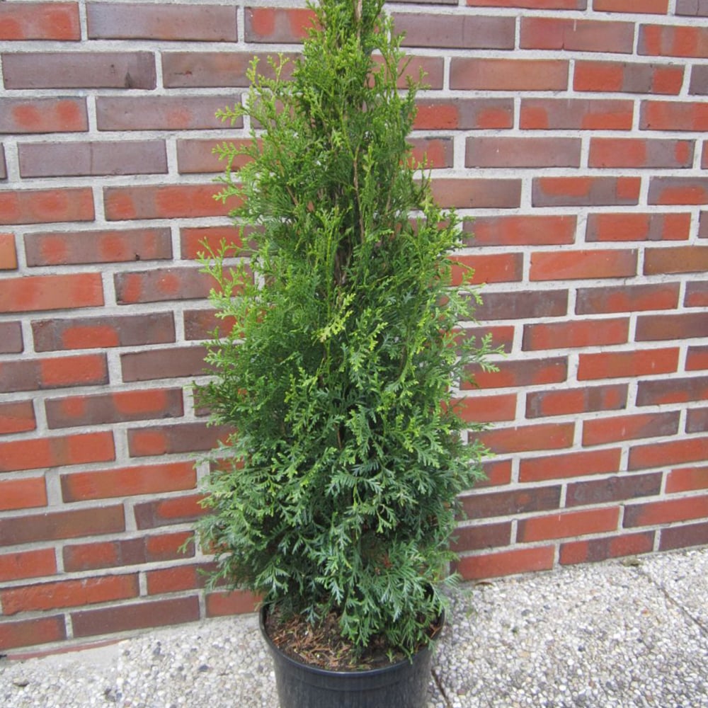 Thuja occidentalis 'King Of Brabant' | Dobies