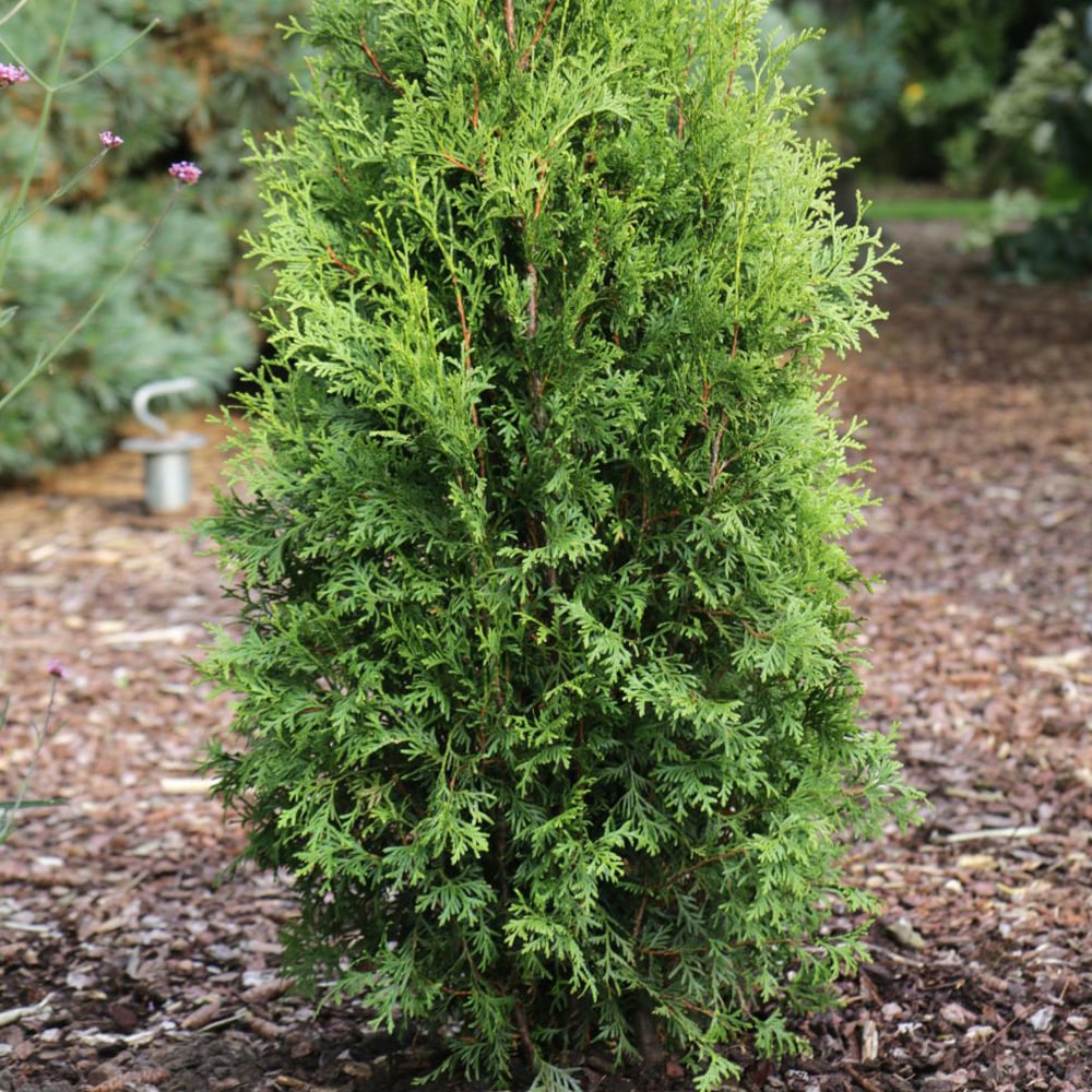 Thuja occidentalis 'King Of Brabant' | Dobies