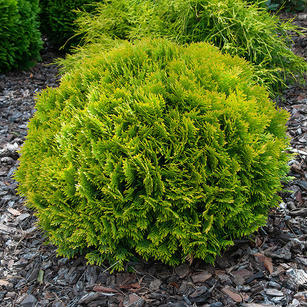 Thuja occidentalis 'Mirjam' image