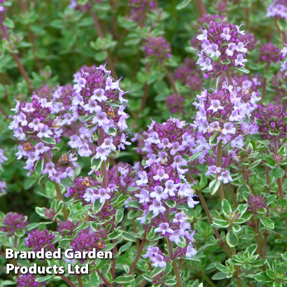 Thyme 'Silver Posie' image