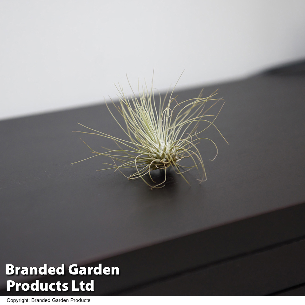 Tillandsia argentea image