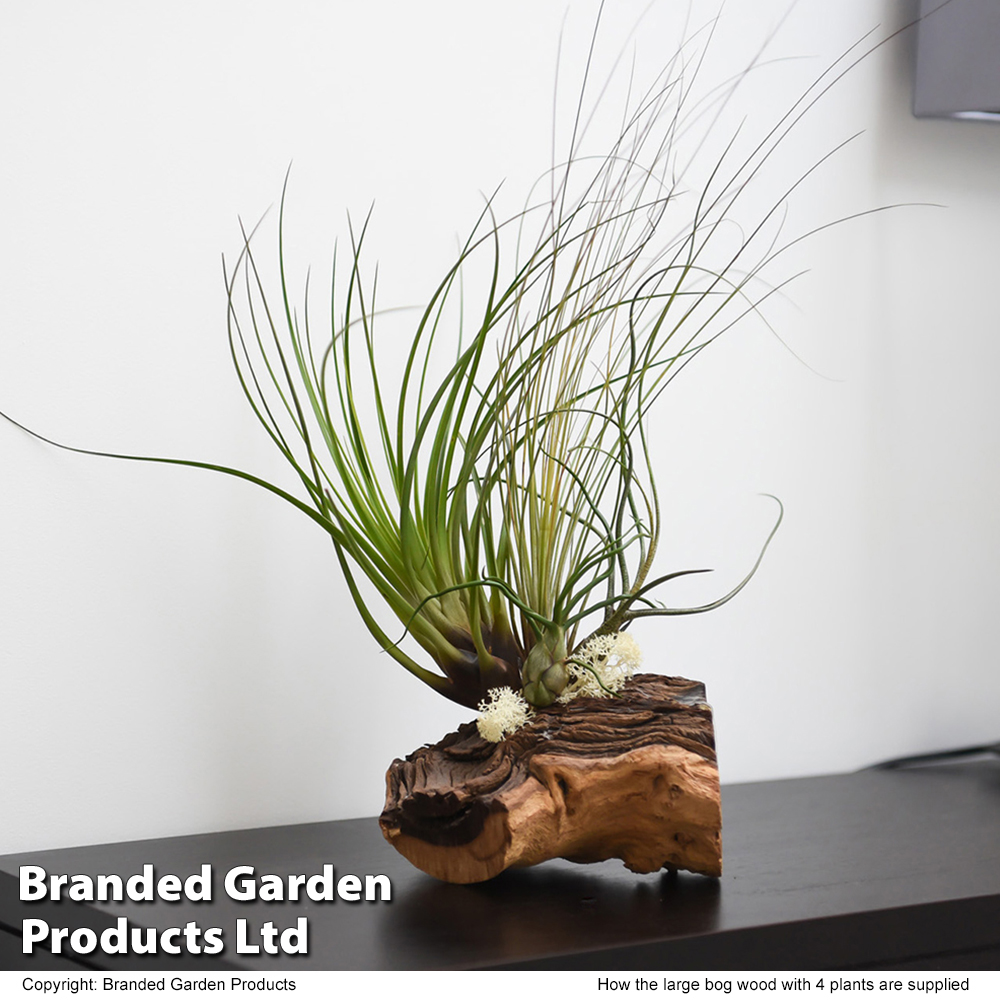 Air Plant on Bog Wood at Dobies