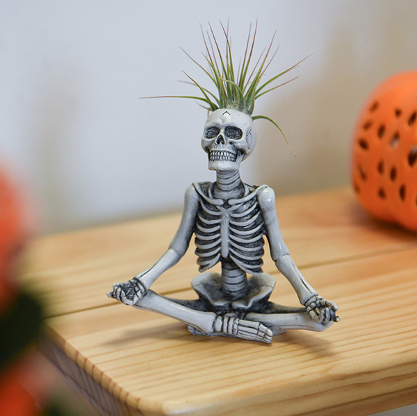Halloween Tillandsia in Skeleton Pot image