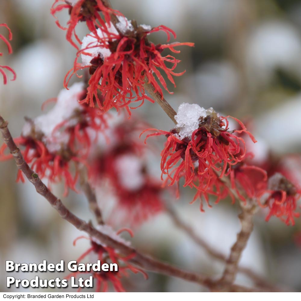 Hamamelis × intermedia 'Böhlje's Feuerzauber' image