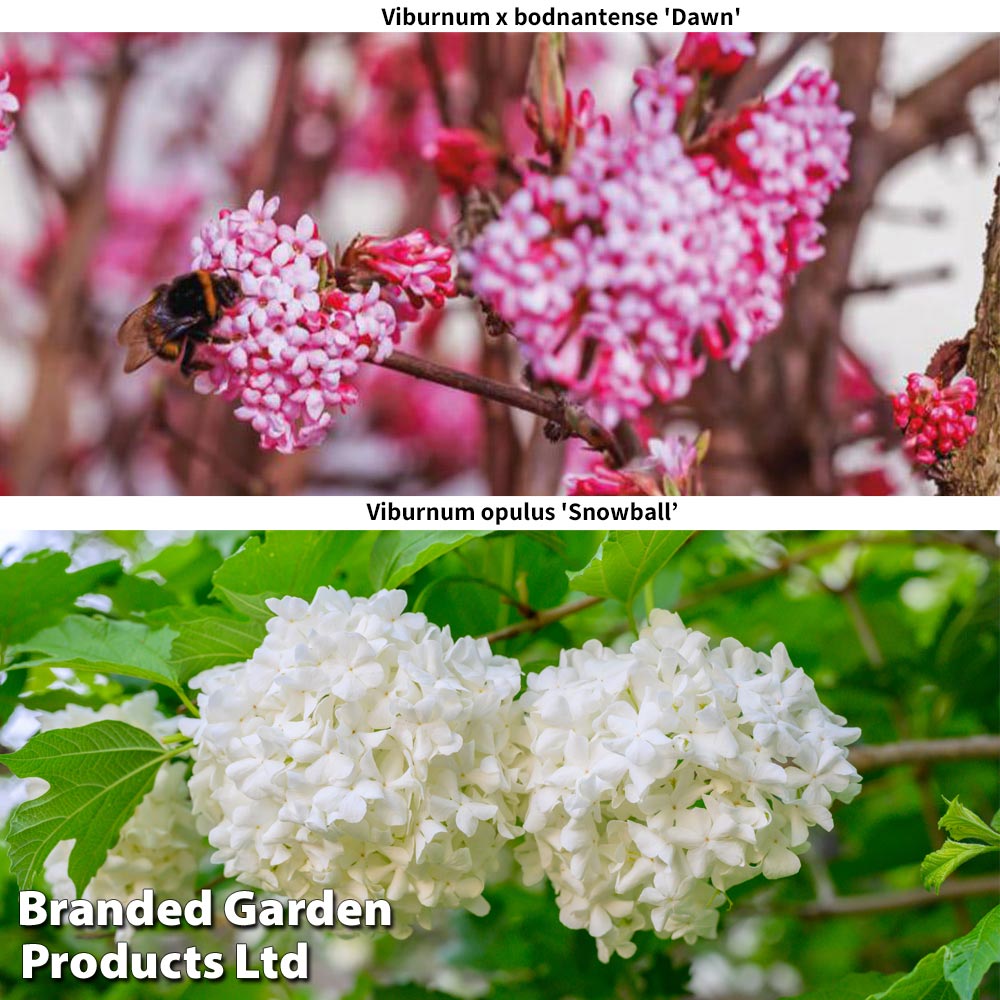 Viburnum Duo image