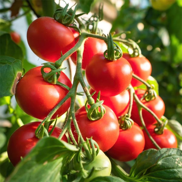 Tomato 'Shirley' F1 Hybrid (Grafted) image