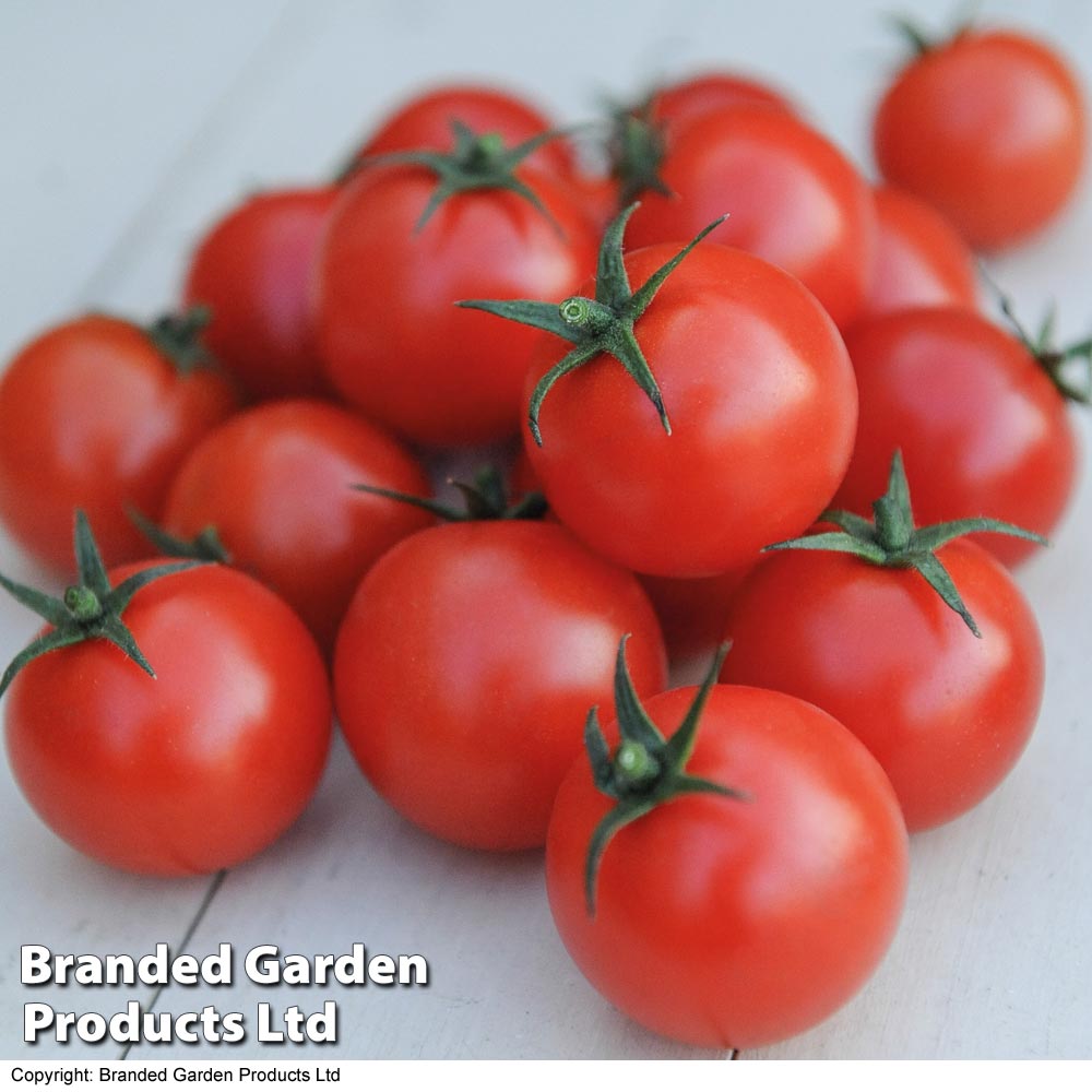 Tomato 'Gardener's Delight' (Indeterminate) - Seeds