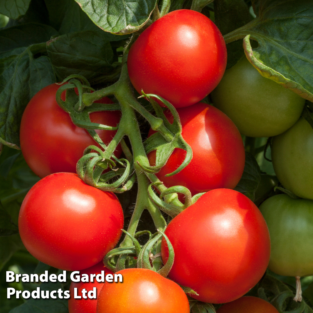 Tomato &amp;#39;Cocktail Crush&amp;#39; (Grafted) | Dobies
