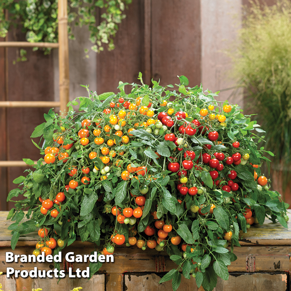 Tomato 'Rainbow Drops Orange' image