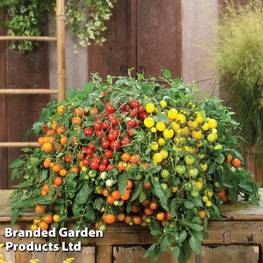 Tomato 'Rainbow Drops Collection' image
