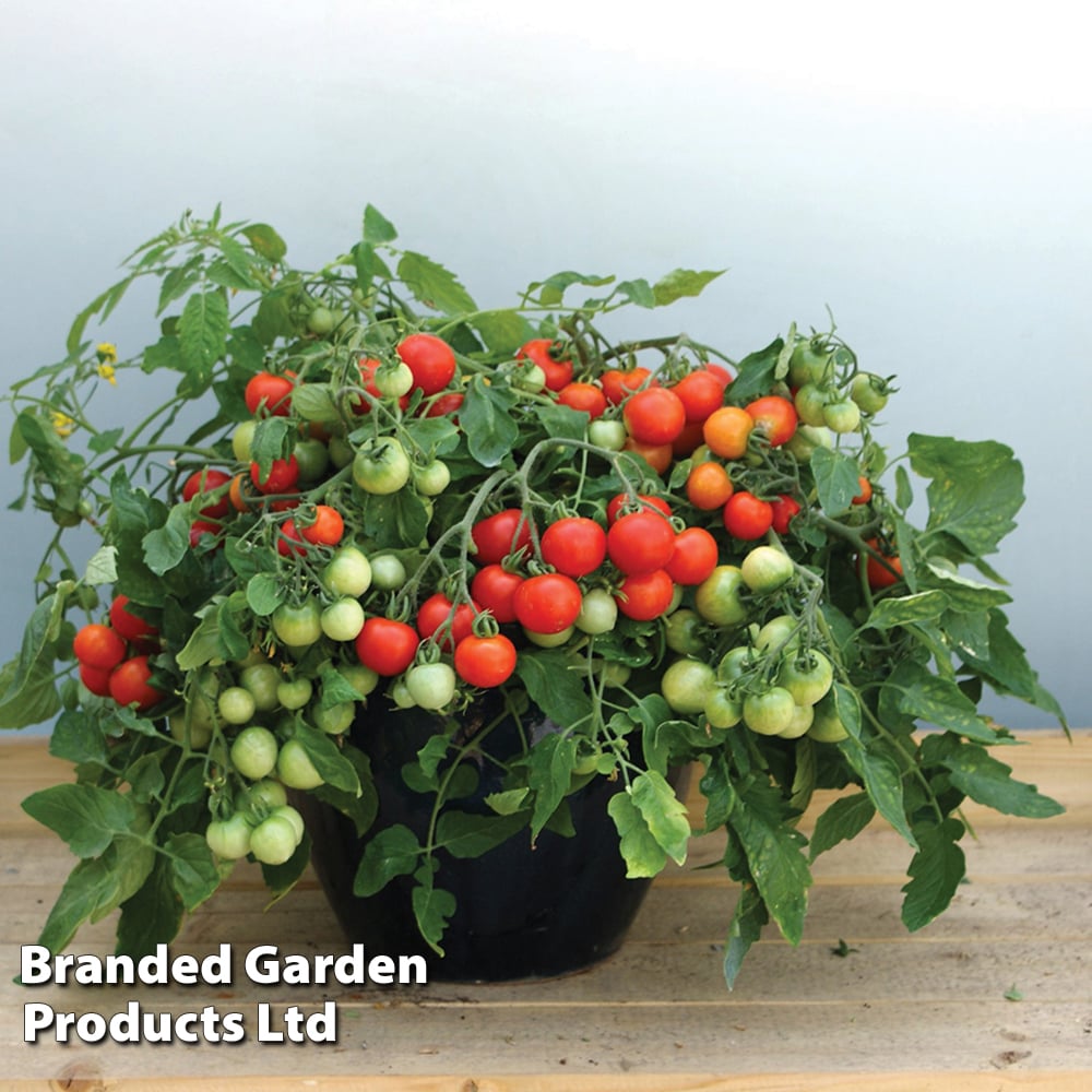 Tomato 'Rainbow Drops Yellow' image