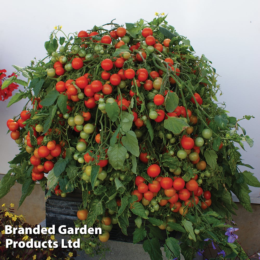 Tomato 'Rainbow Drops Red' image