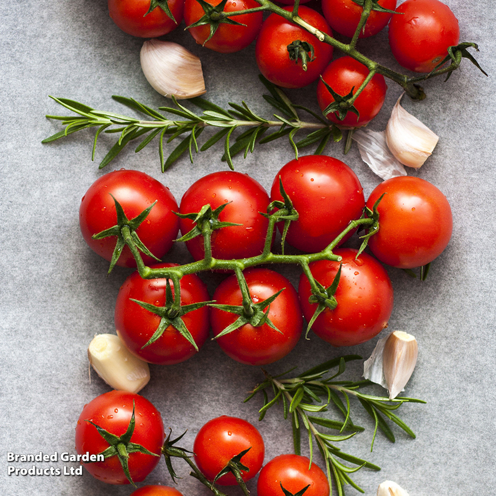 Tomato 'Gardener's Delight' (Grafted) image