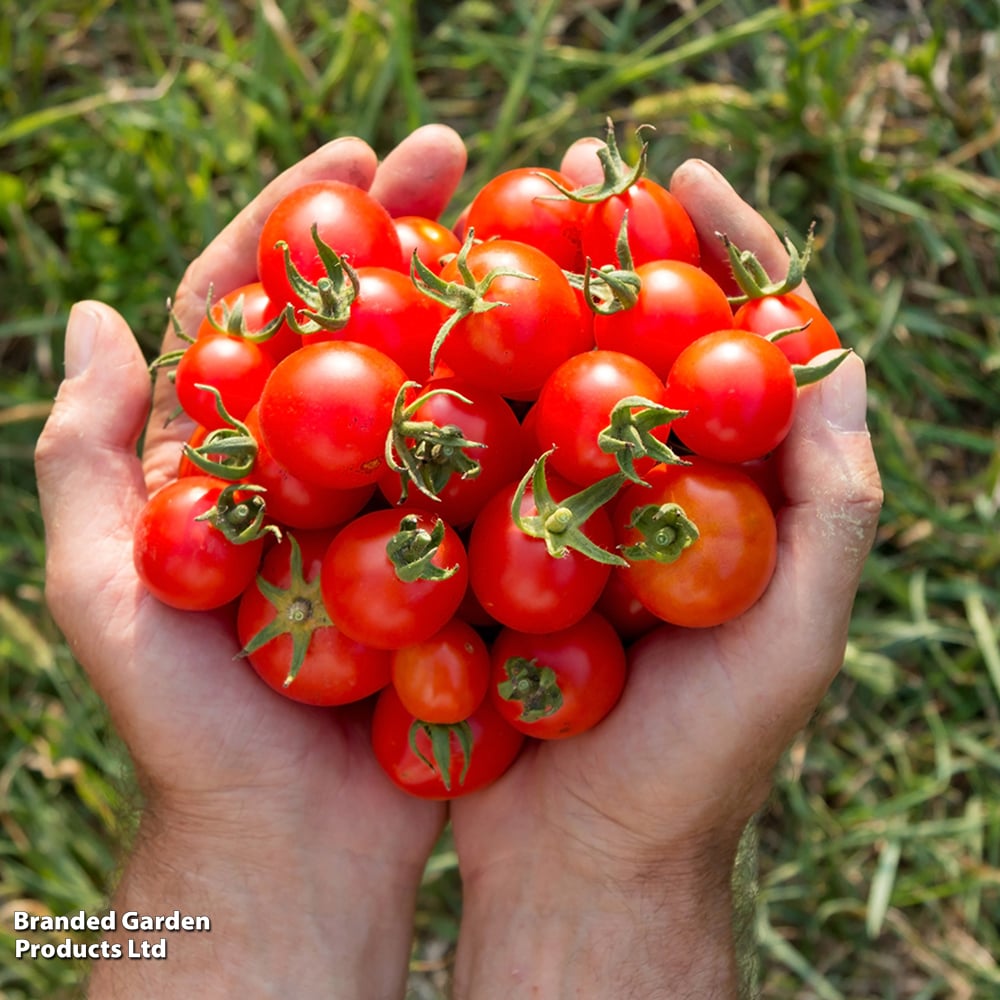 Tomato 'Gardener's Delight' image