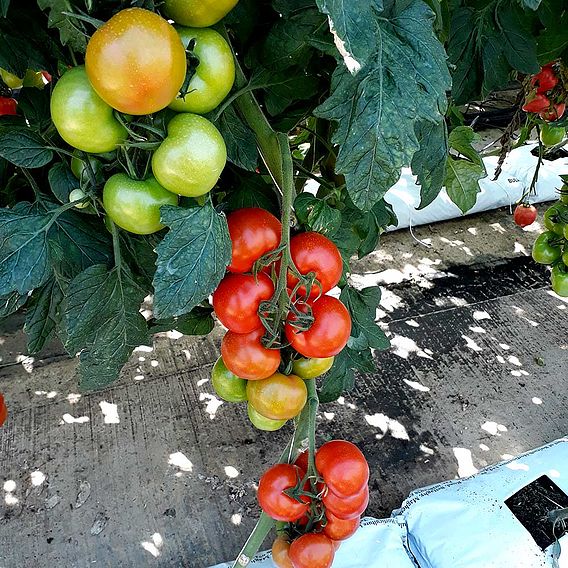 Tomato Seeds - Y Ddraig Goch F1 (Red Dragon) (Indeterminate) image