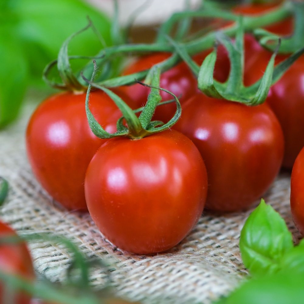 Tomato 'Rubylicious' image