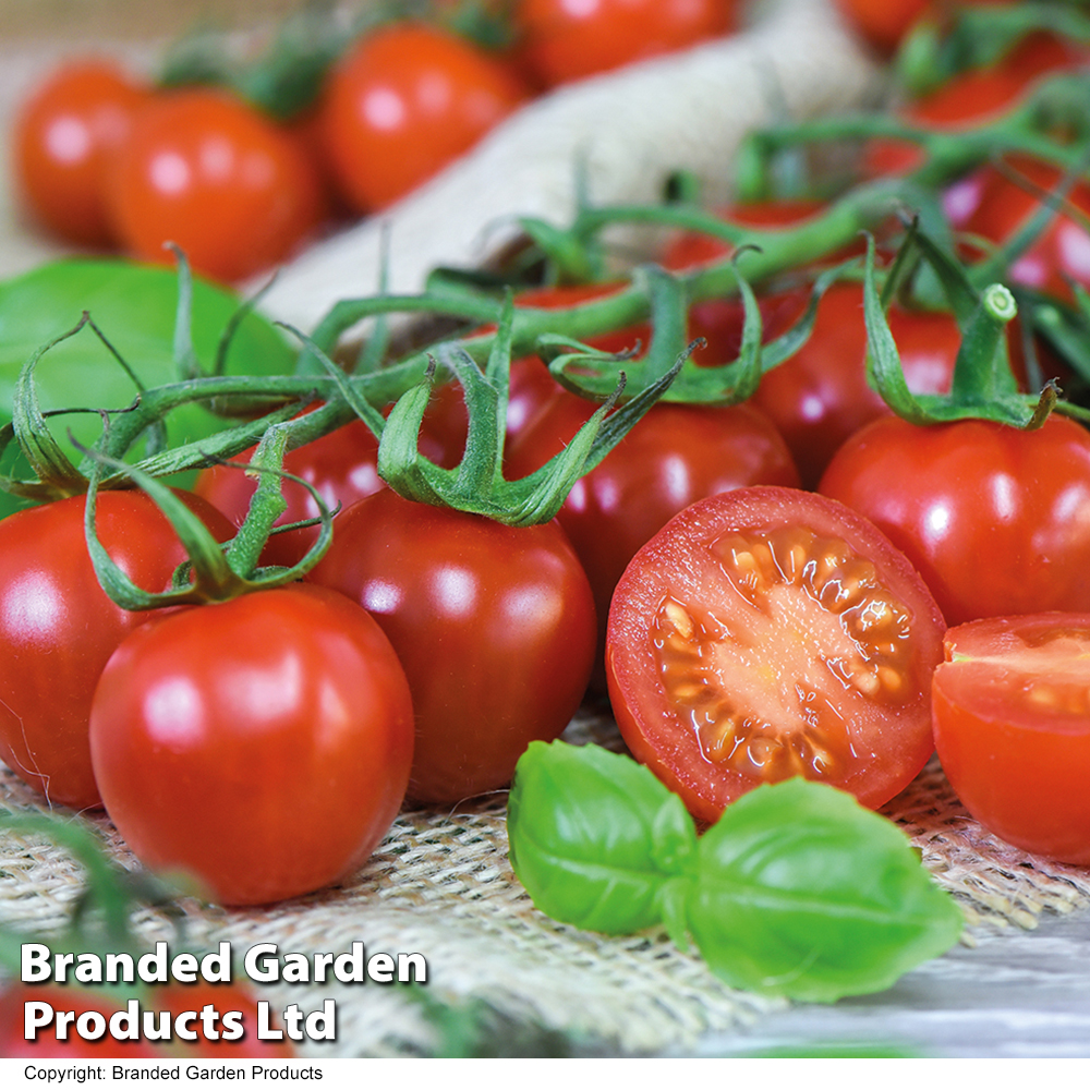 Tomato 'Rubylicious' F1 - Seeds image