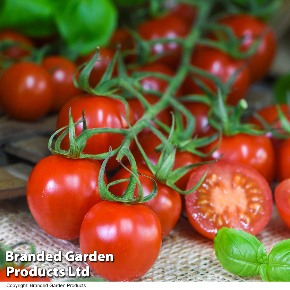 Tomate cerise Rubylicious greffée