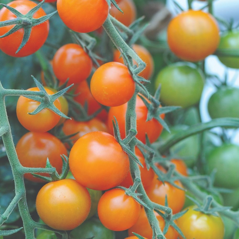 Sweetest Tomato Duo image