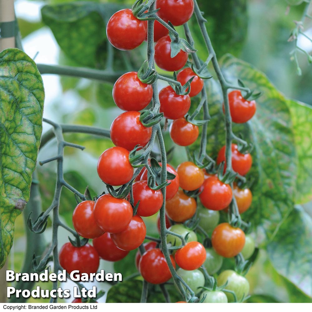 Tomato 'Sweet Aperitif' image