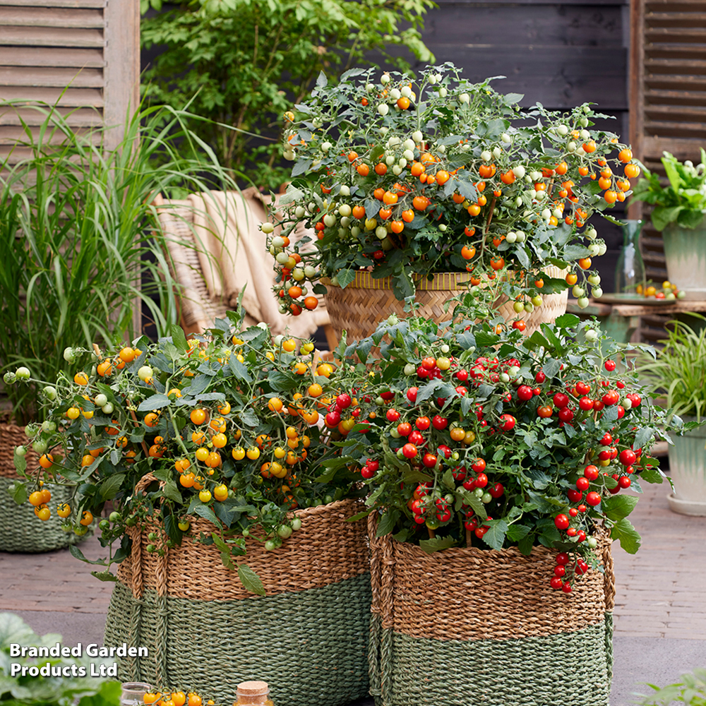 Tomato 'Tiny Temptations Mixed' - Seeds image