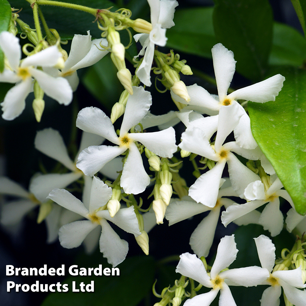 Trachelospermum Jasminoides image