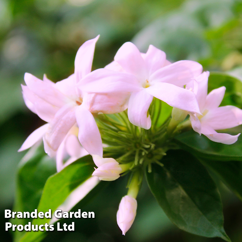 Trachelospermum jasminoides 'Pink' image