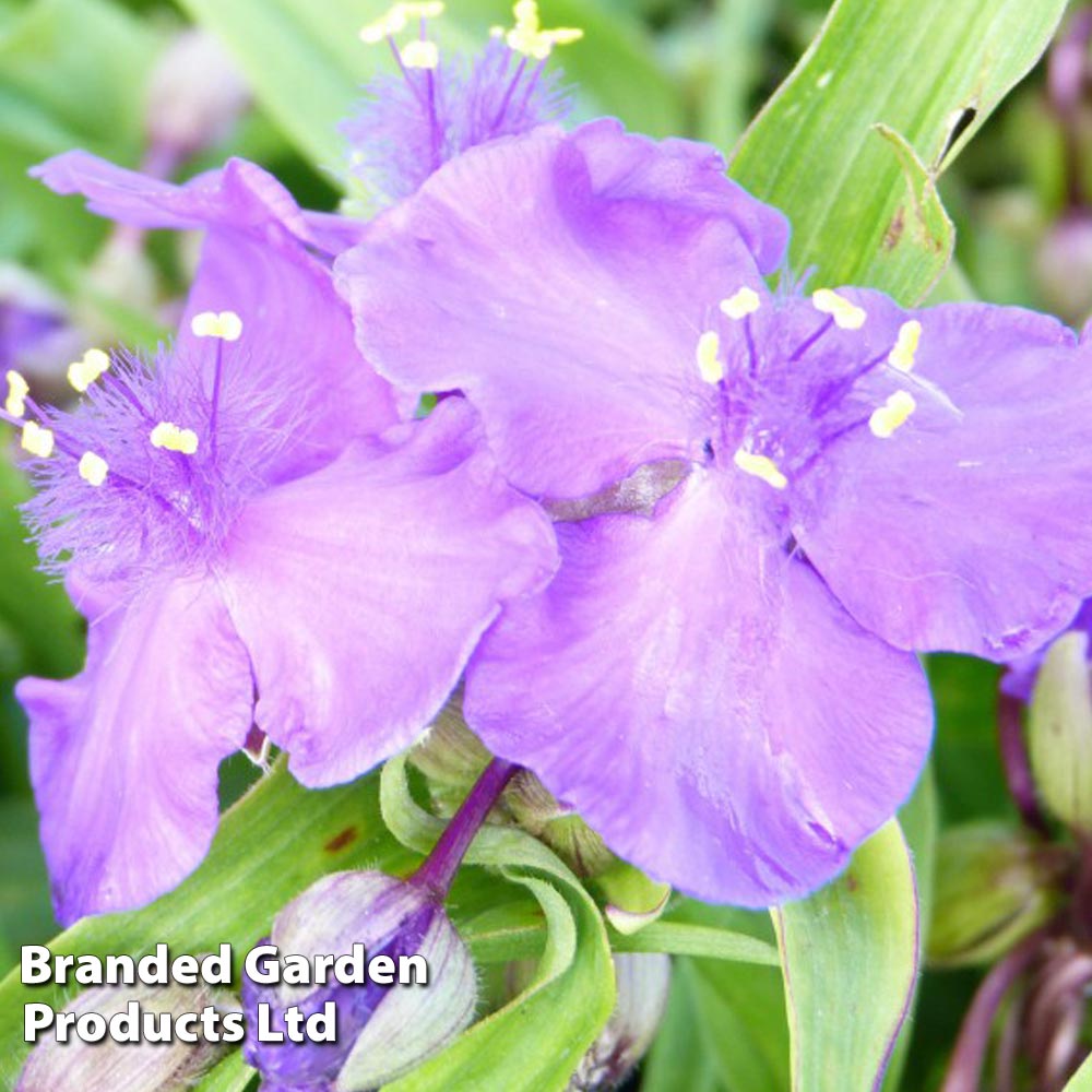 Tradescantia J C Weguelin image