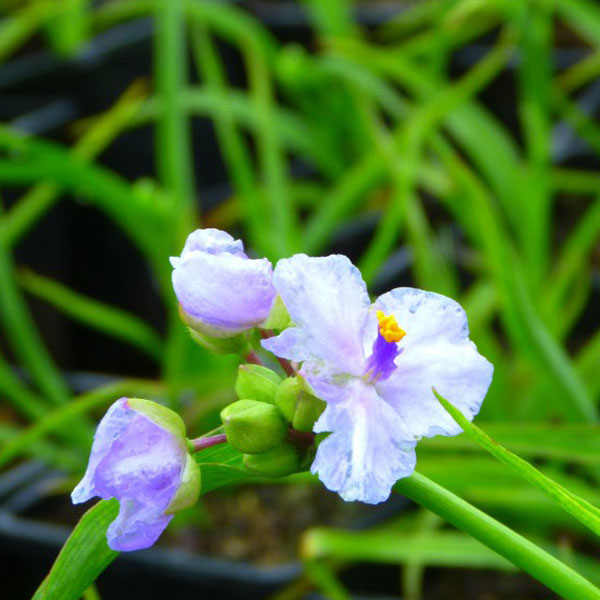 Tradescantia Little Doll image