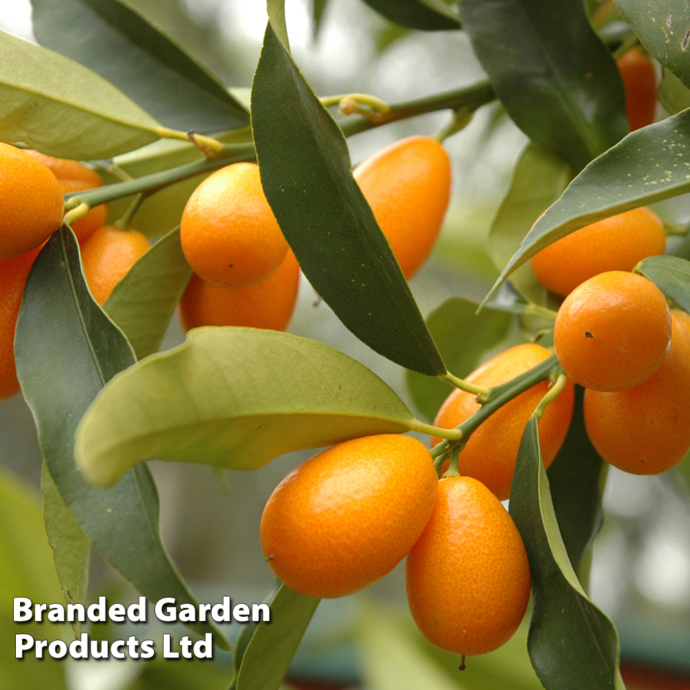Kumquat  (Citrus Fruit) image