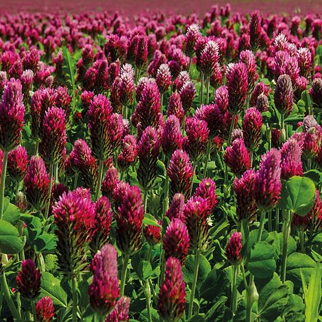 Red Clover - Organic Green Manure Seeds image