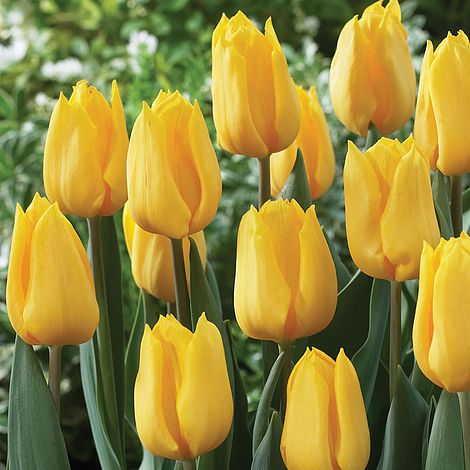 Tulip 'Yellow Flight' image