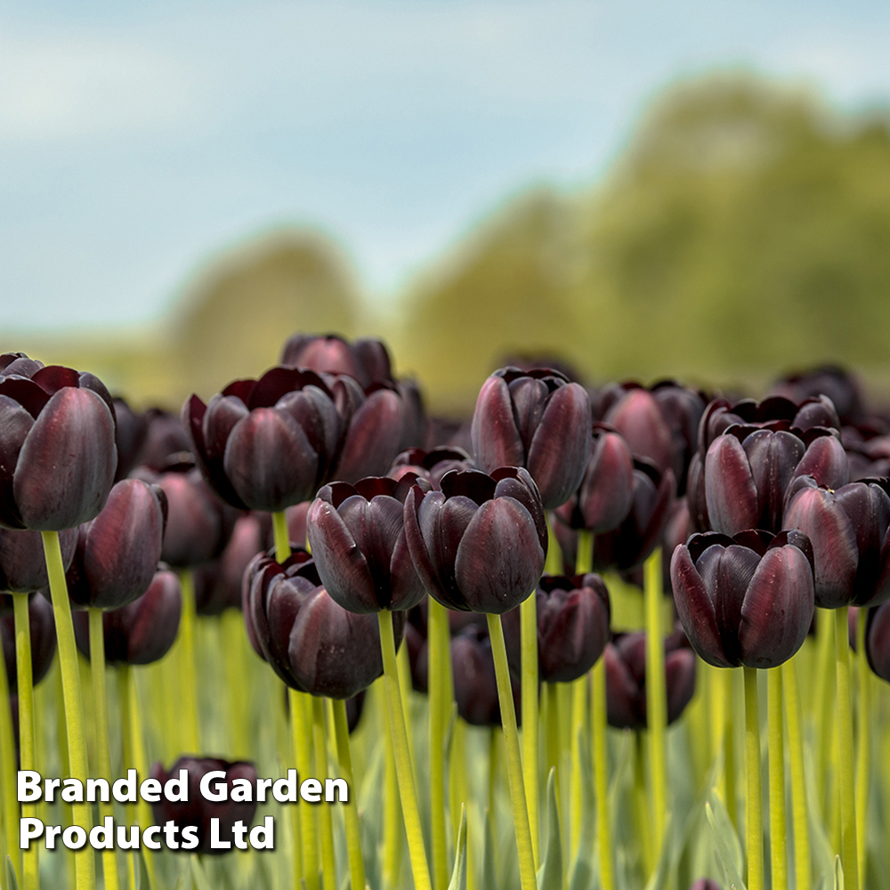 Tulip 'Black Satin' image