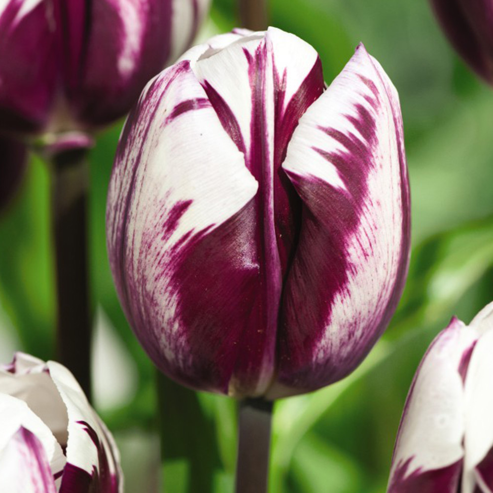 Tulip 'Blueberry Ripple' image