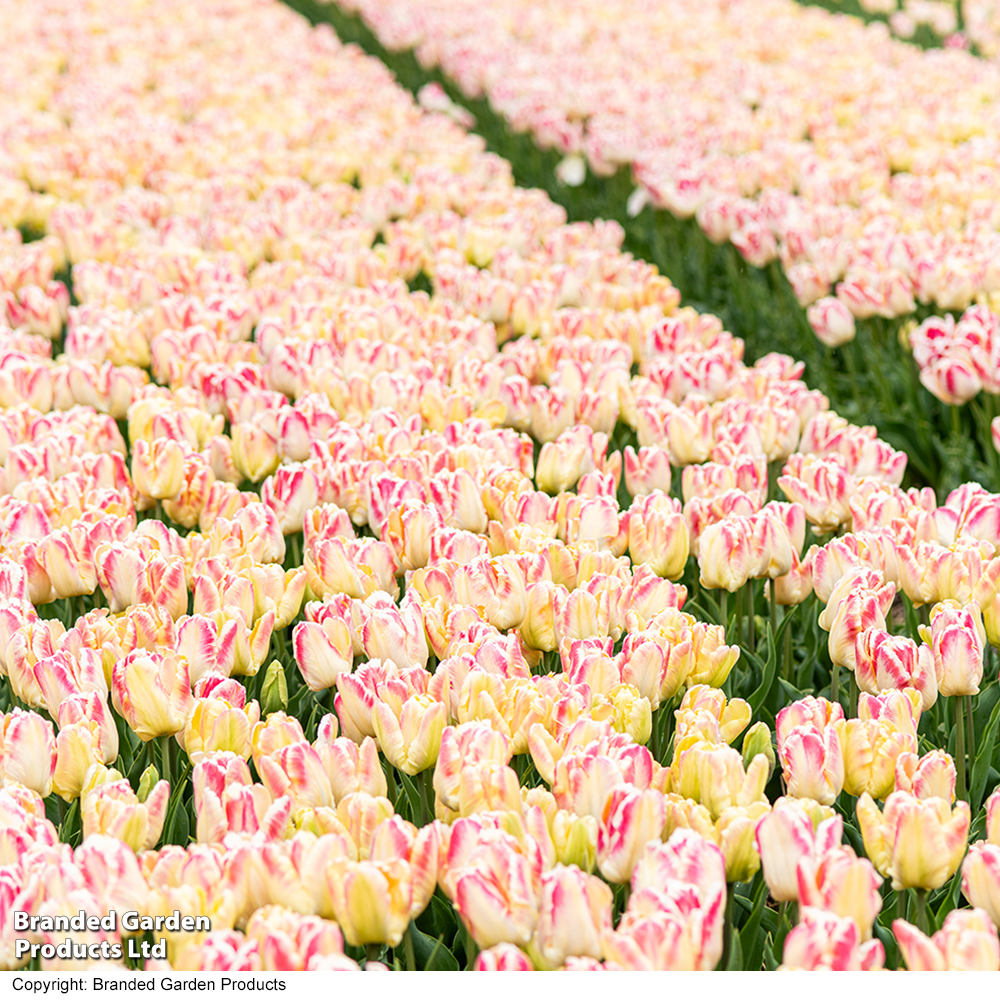Tulip 'Blushing Parrot' image