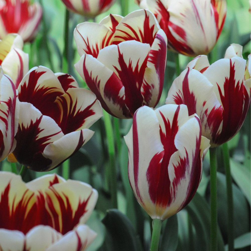 Tulip 'Carnaval de Nice' image